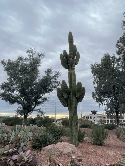 Reflecting on Tucson 2022: Preparing for an Inspiring 2025 Gem Show